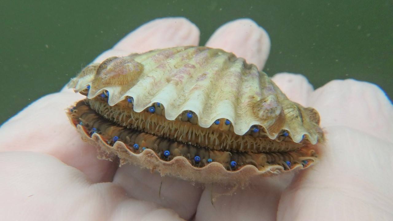 bay scallop fwc