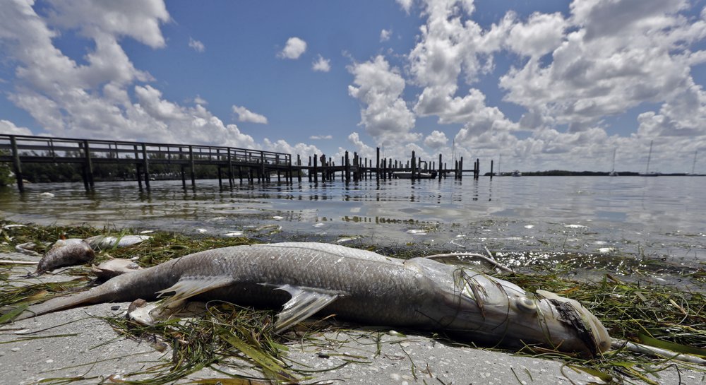 red tide bradenton beach ap