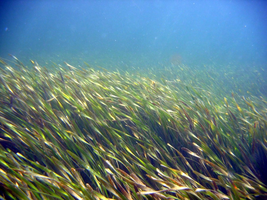 seagrass fwc