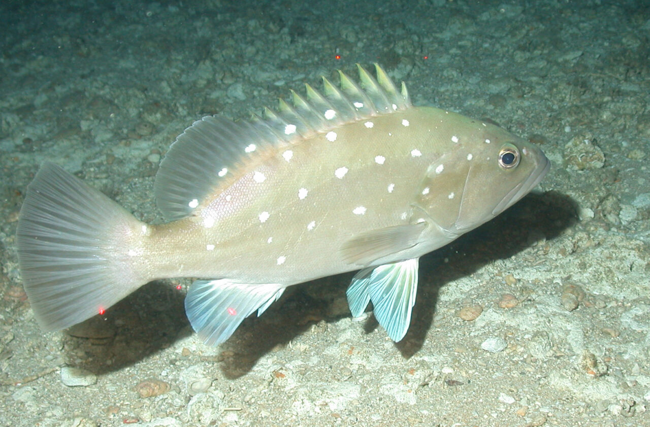 snowy grouper safmc