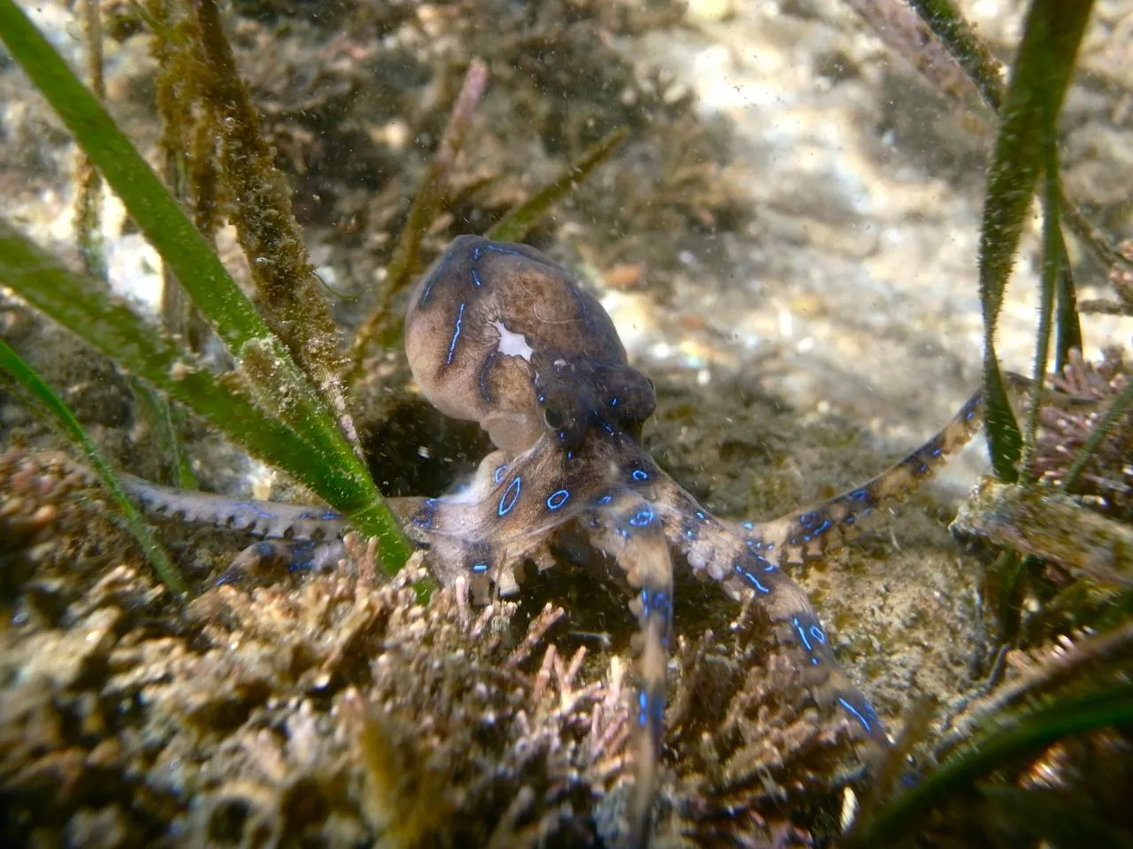 blue-ringed-octopus.webp