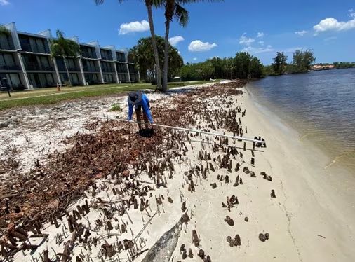 DEP-employee-measuring-mangrove-massacre-in-Port-St-Lucie