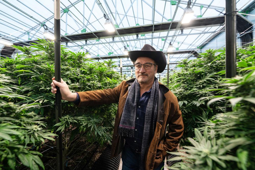 Jim Belushi Marijuana Cannabis AP