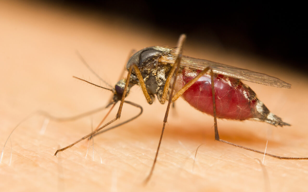 malaria-1280x801.jpeg