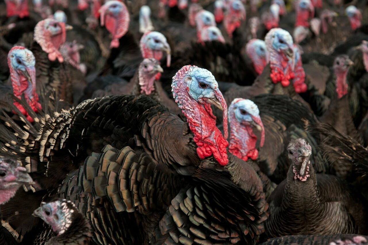 turkeys-Large-1280x853.jpeg