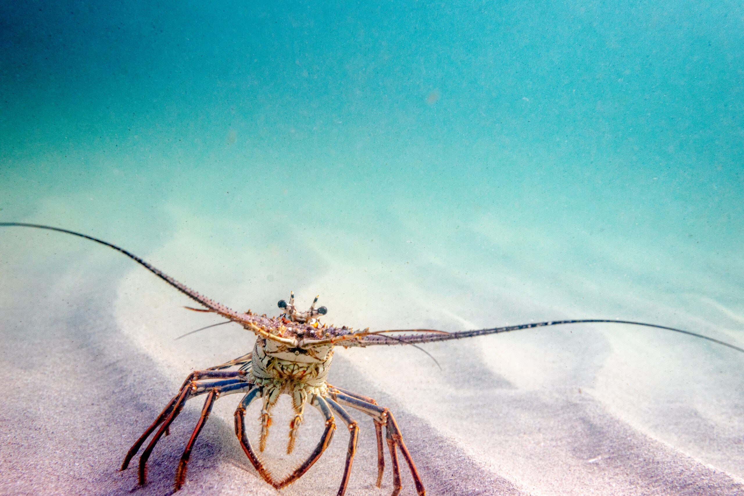 Get ready for Florida spiny lobster season