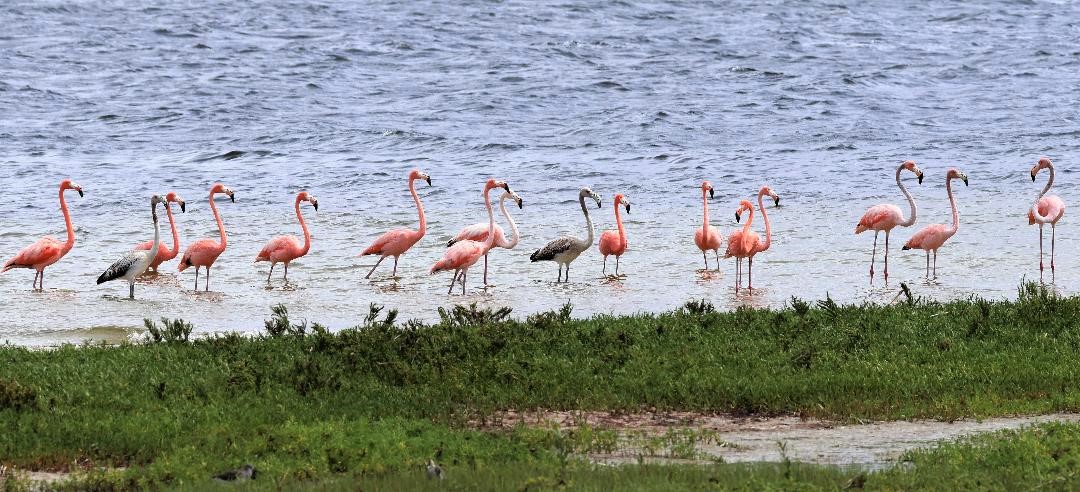 Flamingos-.jpeg