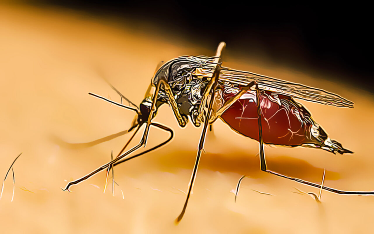 mosquito-copy-1280x801.jpg