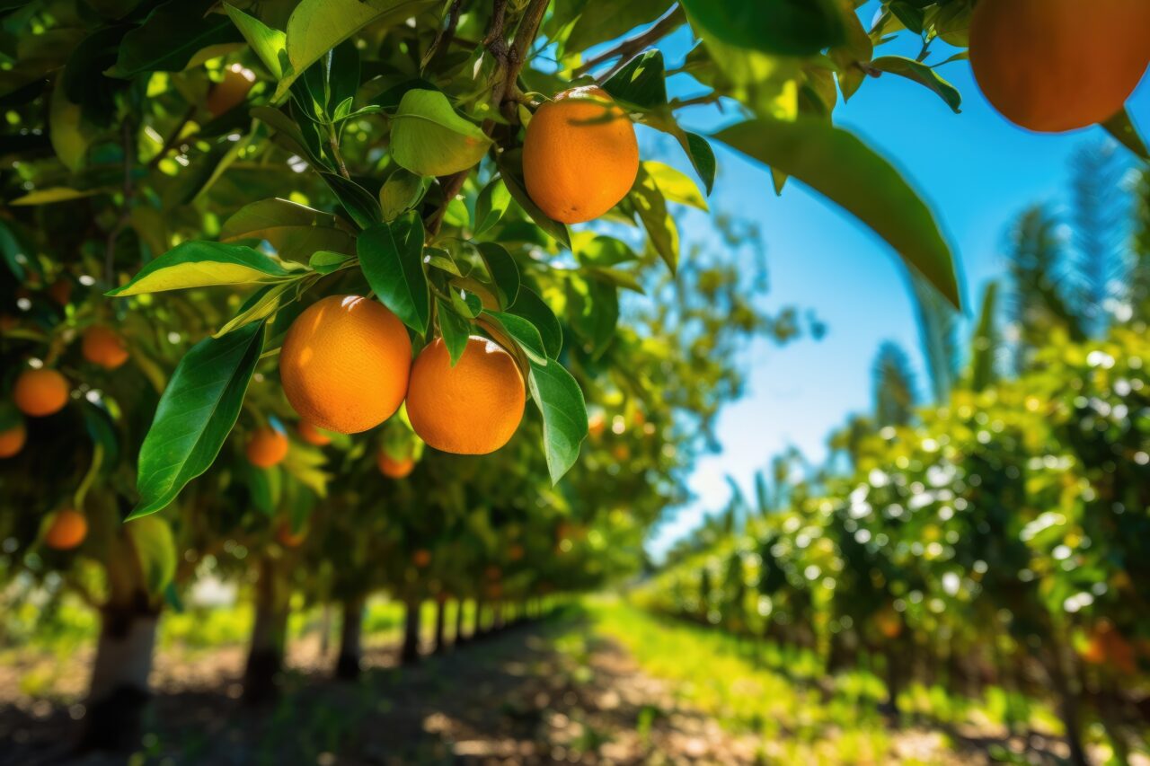 orange tree