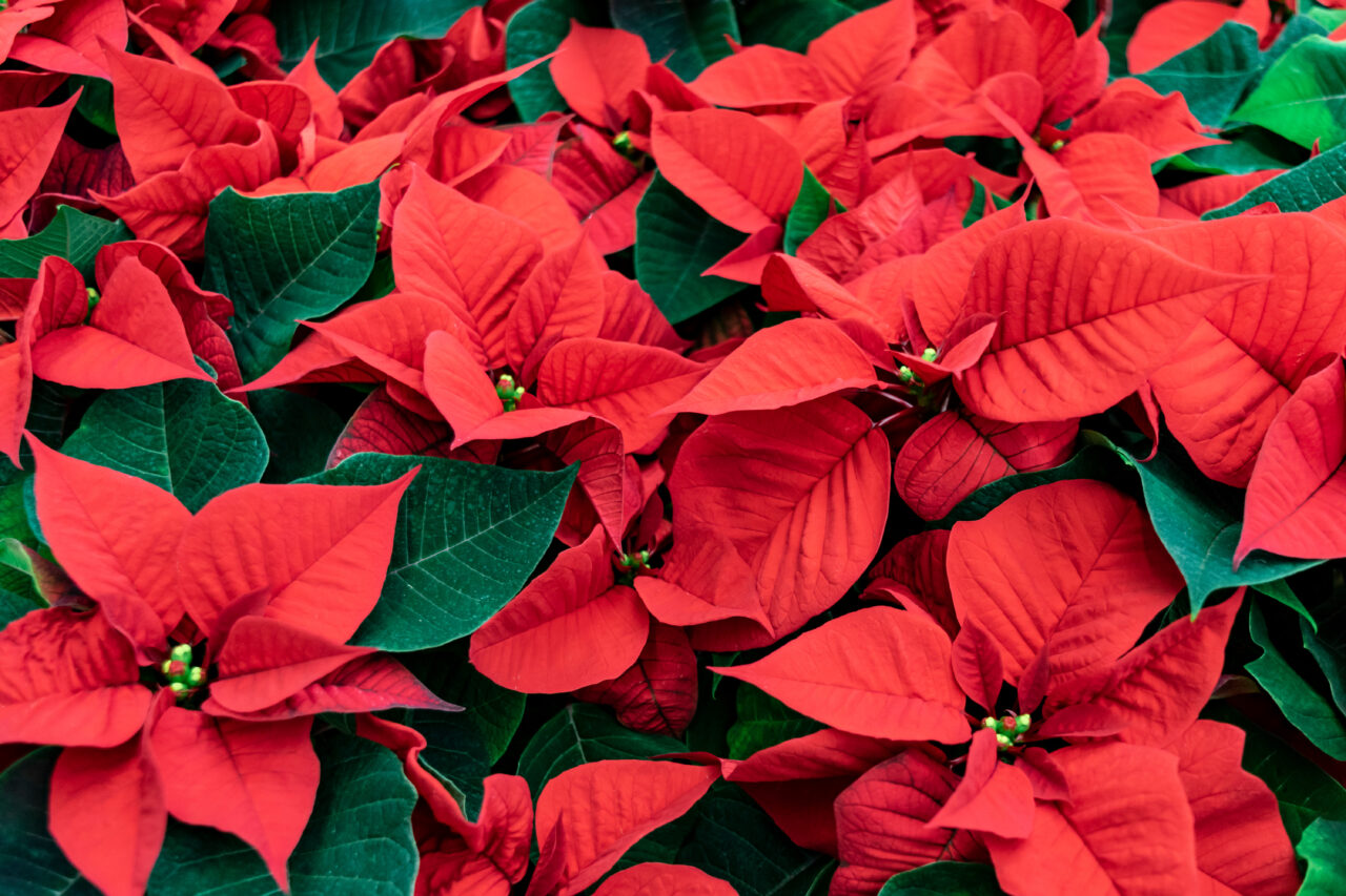 Red poinsettia Christmas background. Flowers Christmas star clos