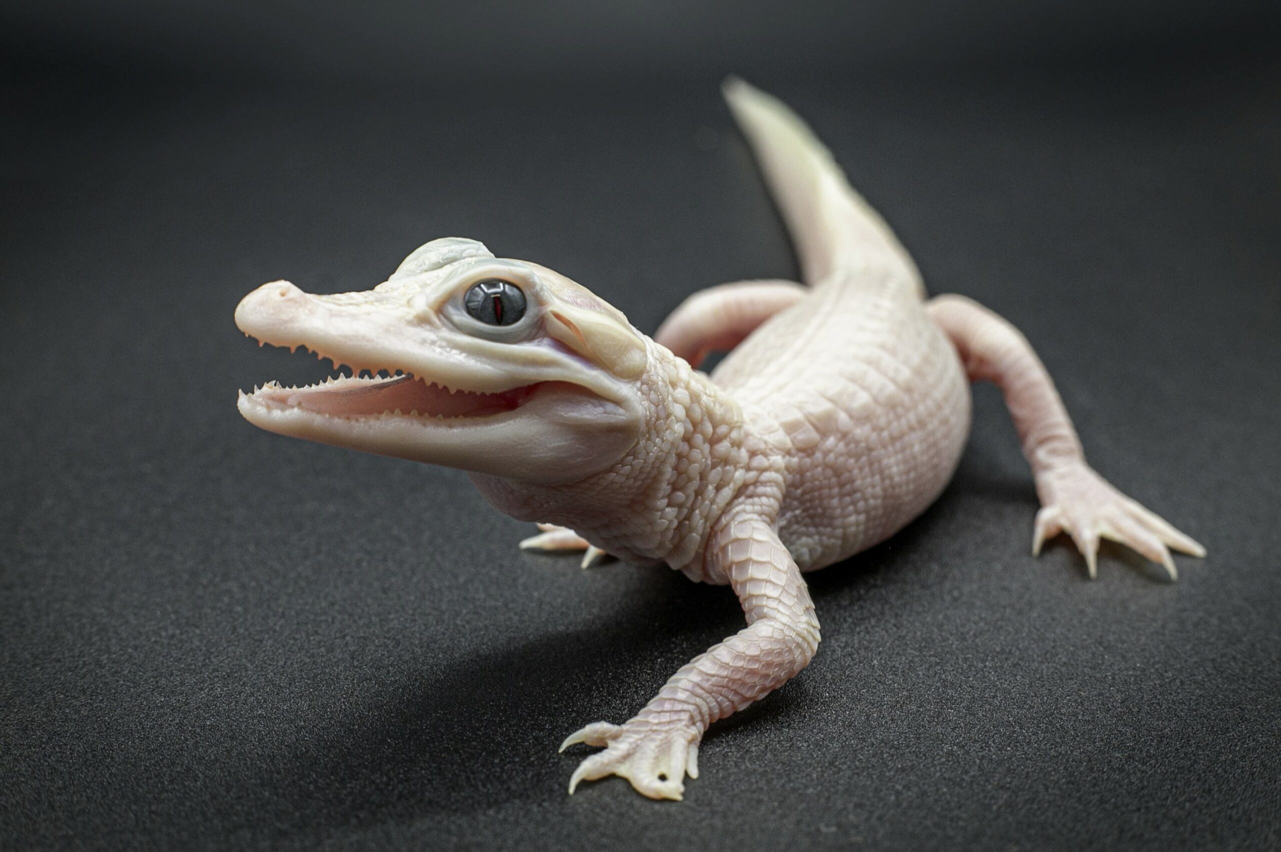 Extremely rare white leucistic alligator is born at a Gatorland Orlando