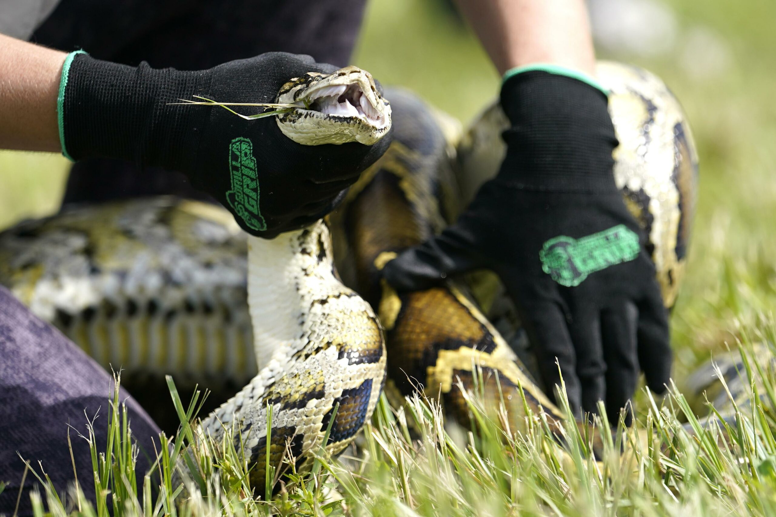 Registration is open for the 2024 Florida Python Challenge