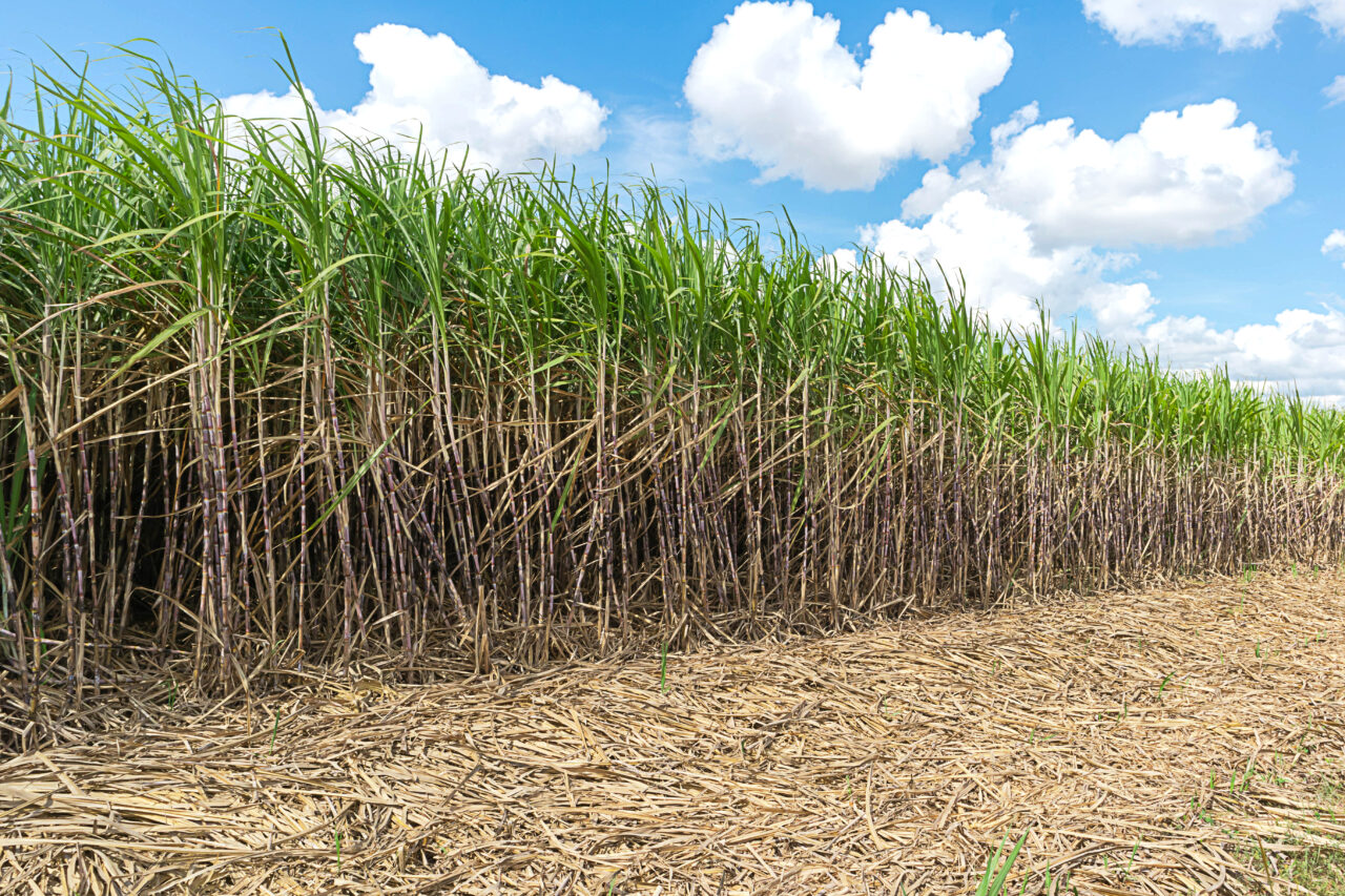 Sugarcane trees grown in sugarcane plots in Thailand.