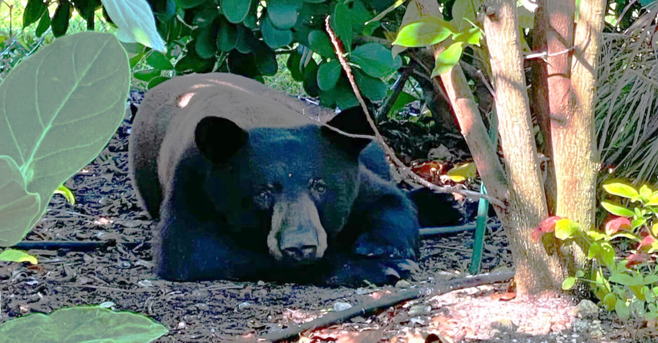 black bear copy