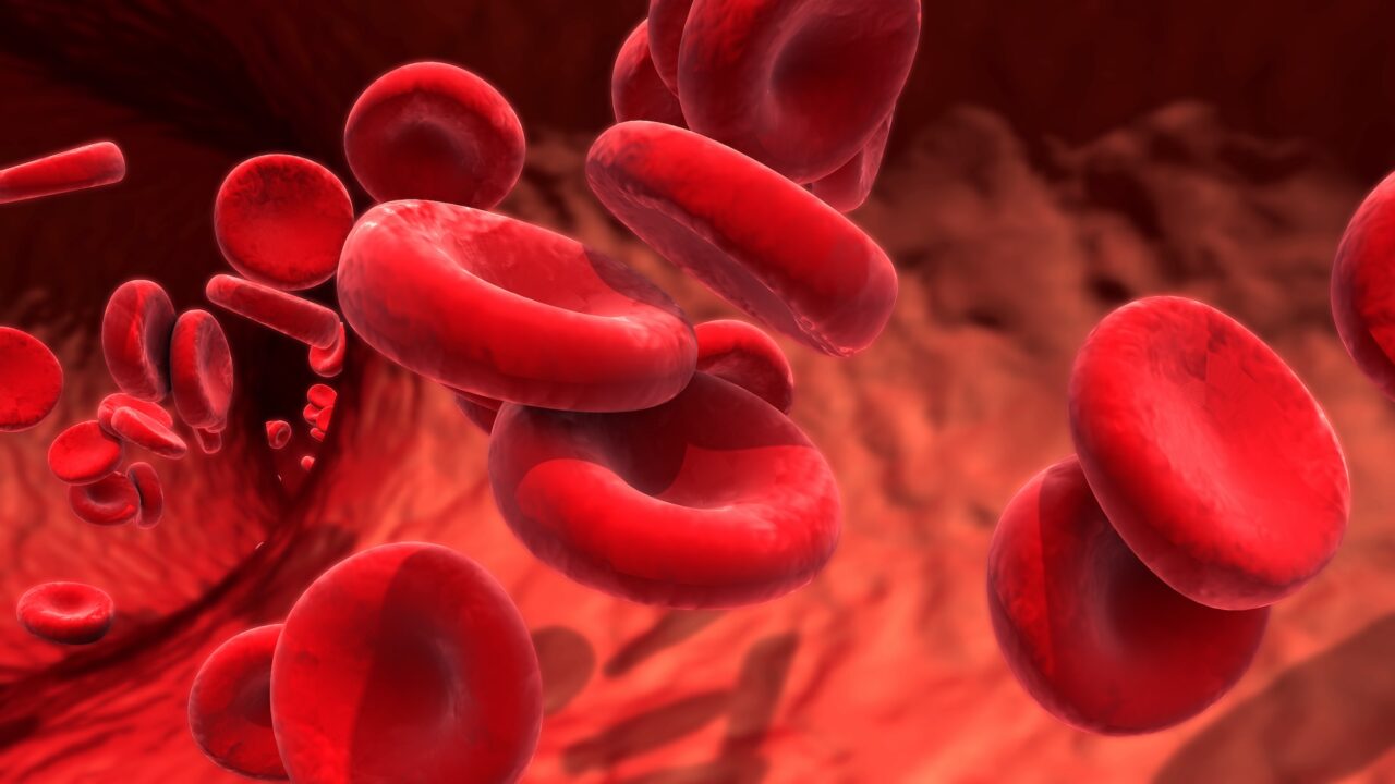 red blood cells circulating in the blood vessels