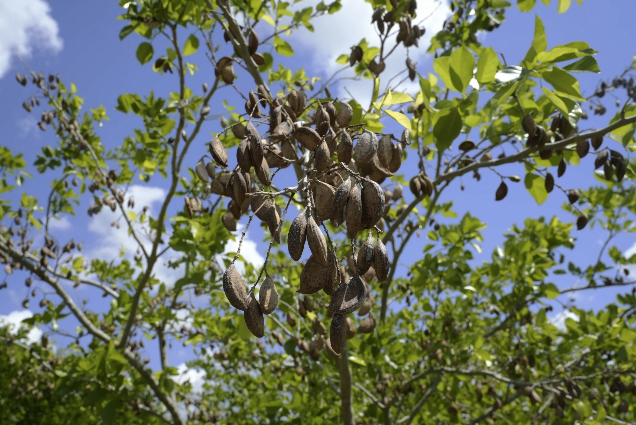 pongamia-trees-grow-where-citrus-once-flourished-offering-renewable