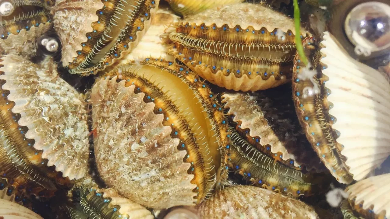 scallop pasco