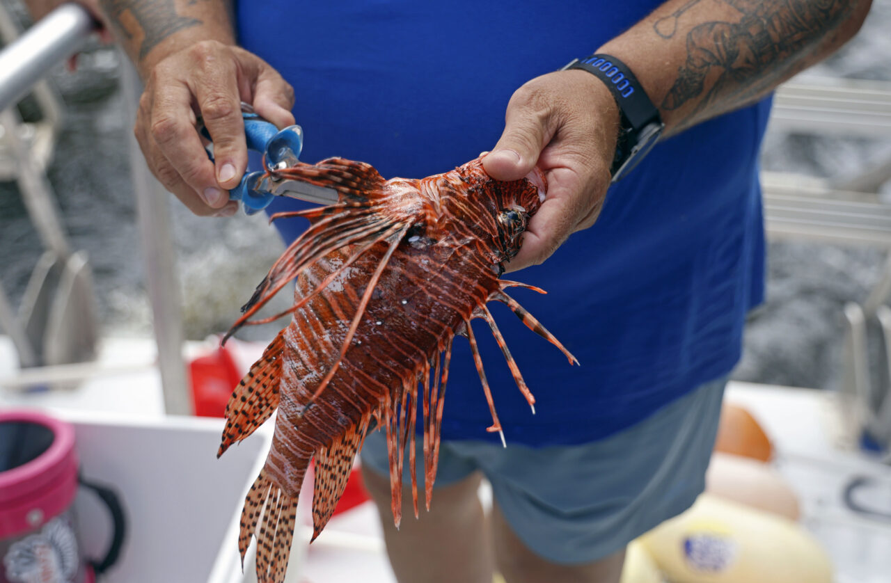 Tim Robinson shows divers where to cut along the Lionfish on the Lady Go Diver boat in Deerfield Beach, Fla., on Saturday, August 31, 2024. (Lee Ann Anderson/Fresh Take Florida)