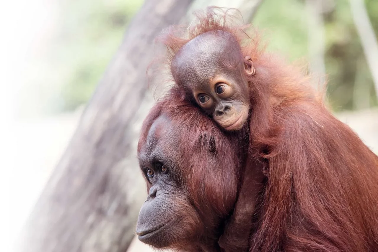 bornean-orangutan-hero-1536x1026