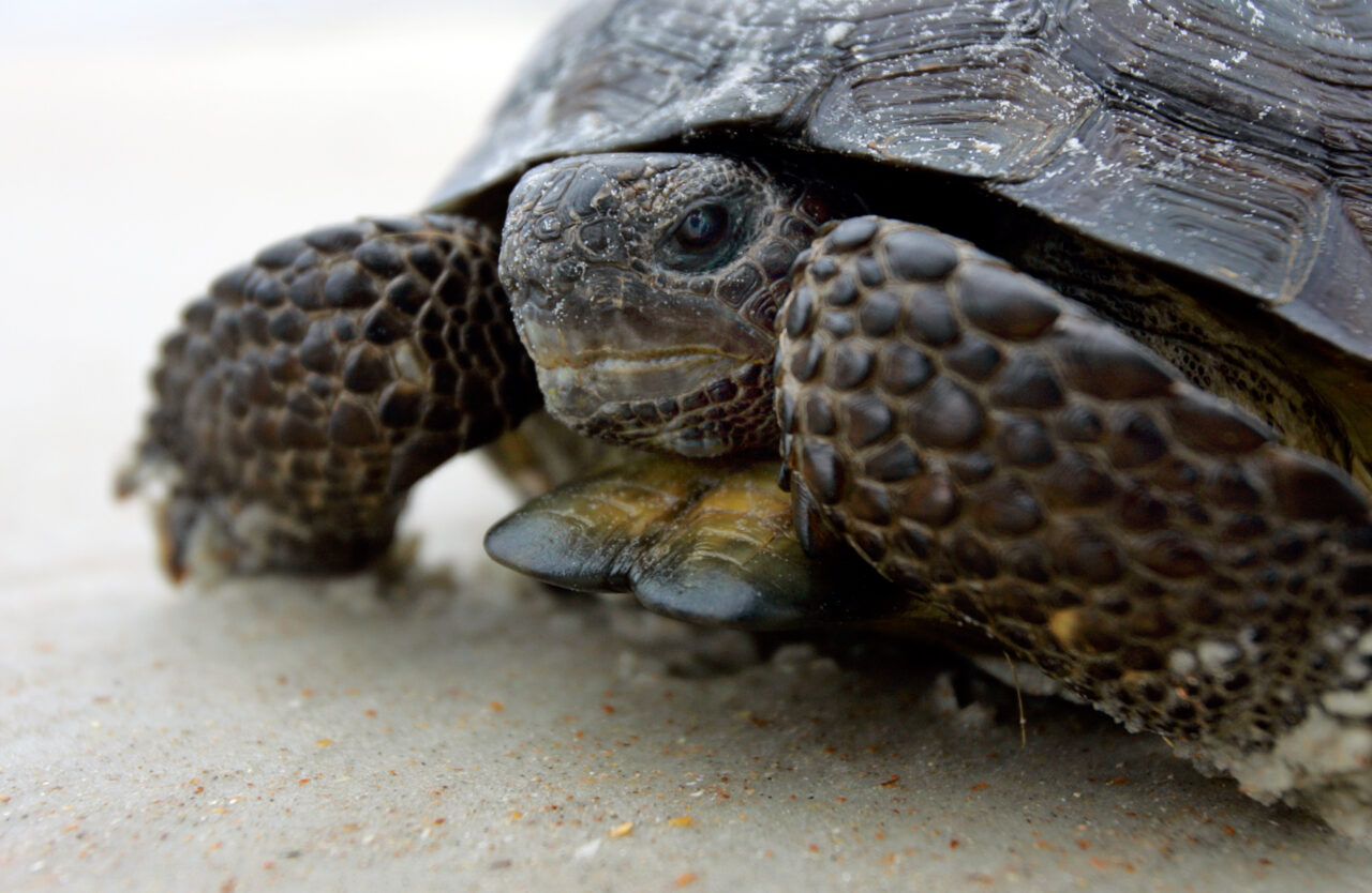 gopher tortoise