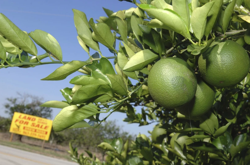 Florida citrus orange tree Bartow AP