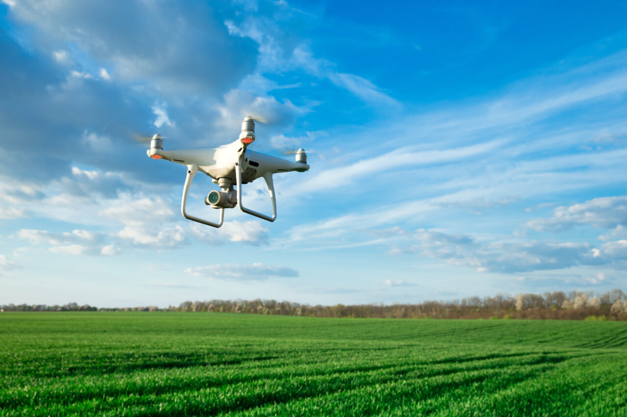 Flying drone above the wheat field