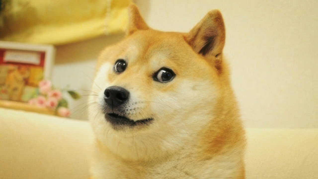 DOGE MEME copy