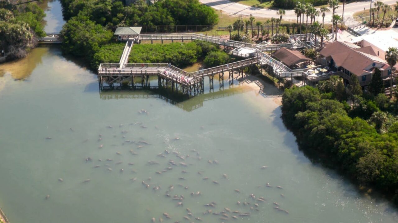 TECO's Manatee Viewing Center