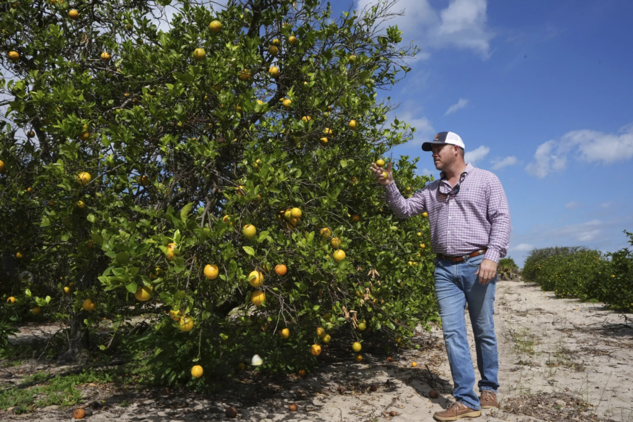 Citrus grower Grove AP