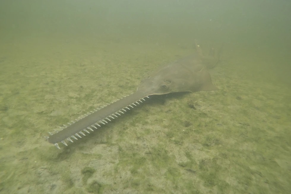 smalltooth sawfish