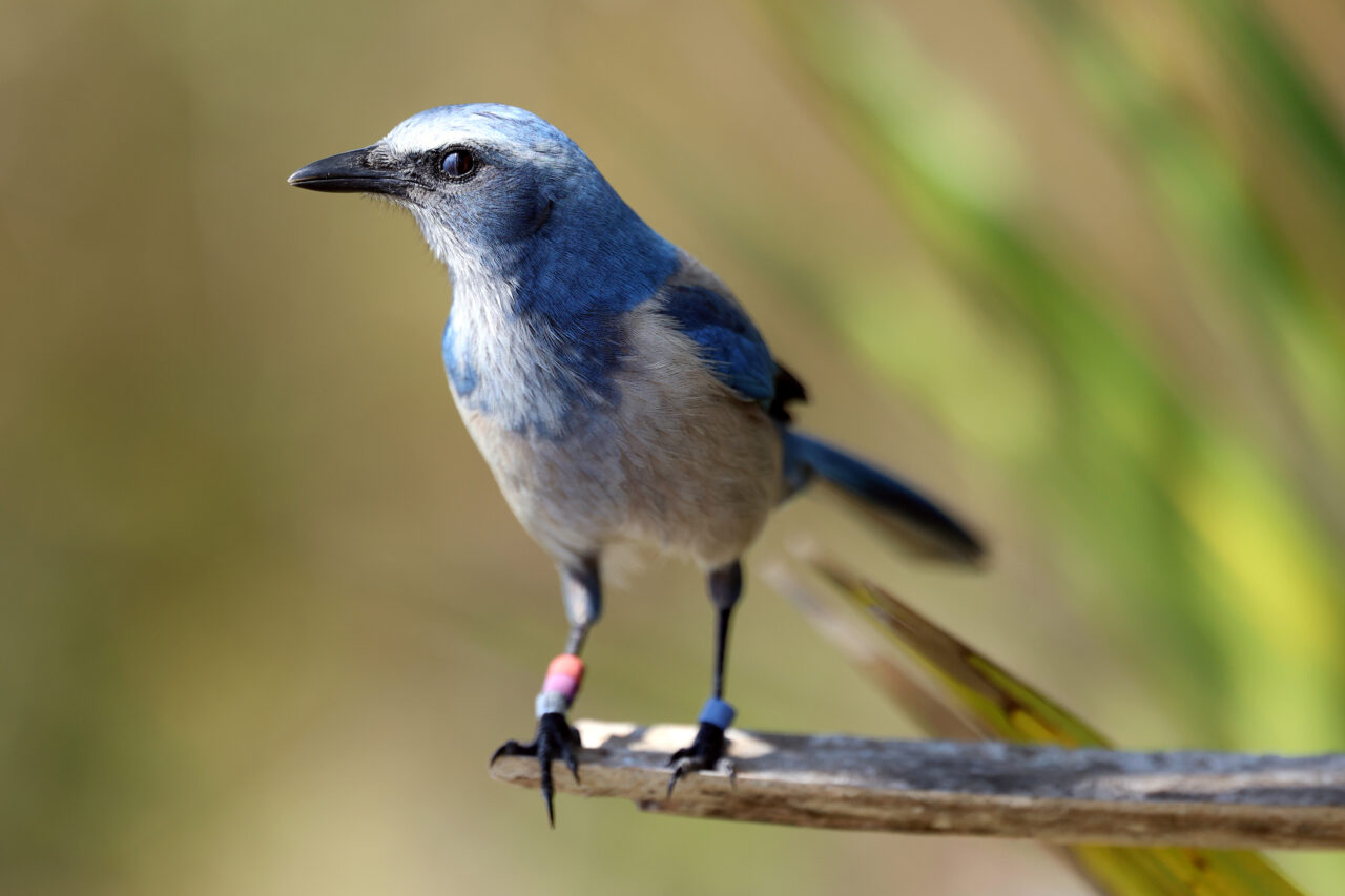 scrub jay