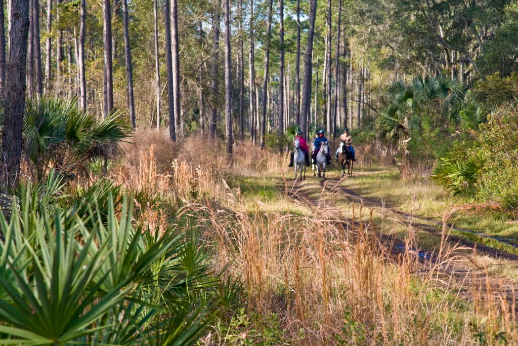 Guana RIver Wildlife Management Area horses