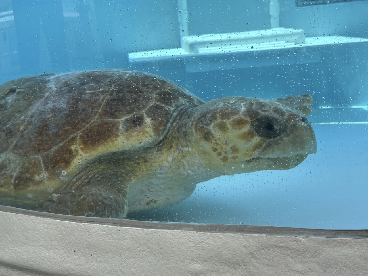 LOGGERHEAD