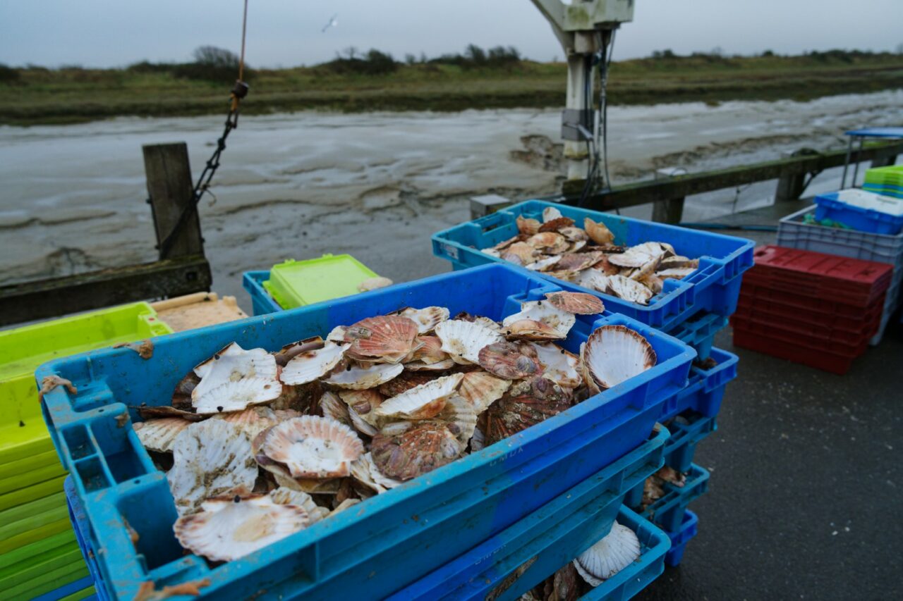 Freshly harvested scallops are organized in colorful crates by the dock during early morning in a coastal fishing village