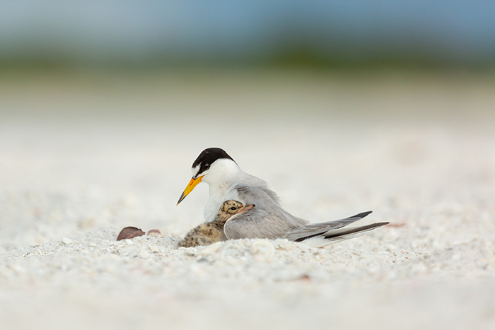 SEABIRD