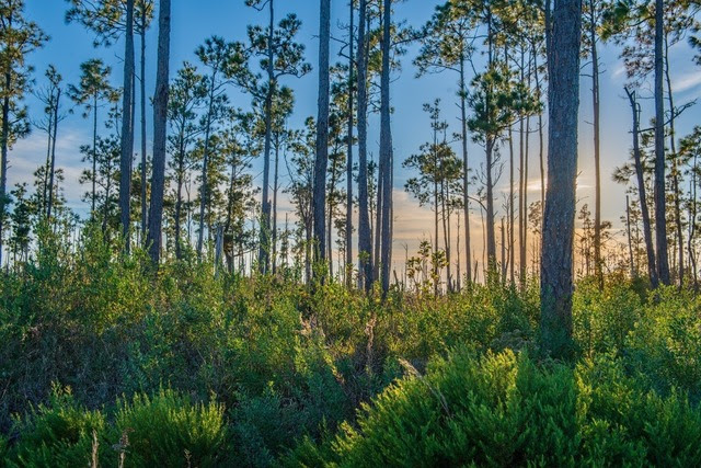 Sandy-Creek-State-Forest.jpg
