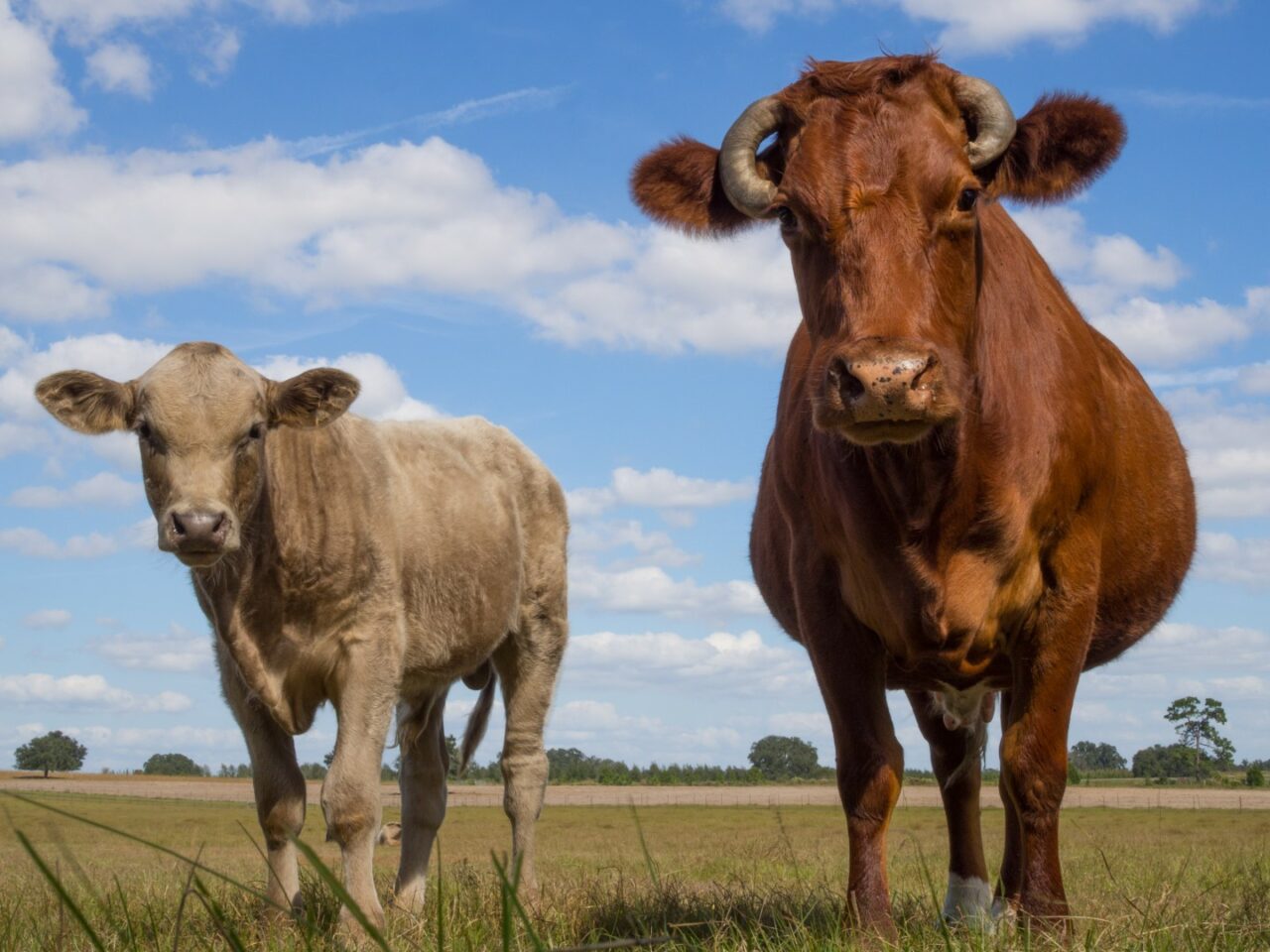 Florida cattle